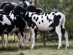 tscheggenausstellung axams 139